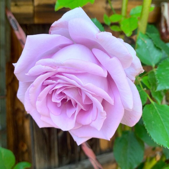 Meet your Posher, Debranne - Picture 2 of 15